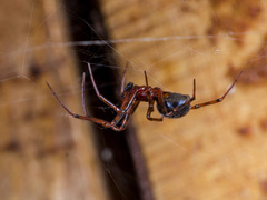 Steatoda castanea