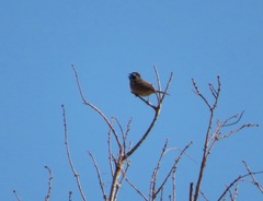 Emberiza cioides