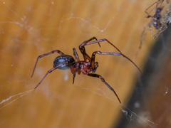 Steatoda castanea