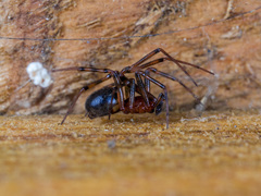 Steatoda castanea