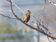 Emberiza rustica