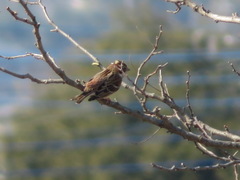 Emberiza rustica