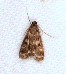 Araeomorpha diplopa