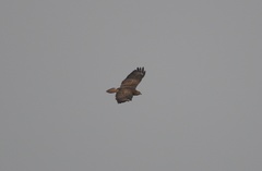 Buteo buteo