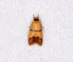 Heteroteucha translatella
