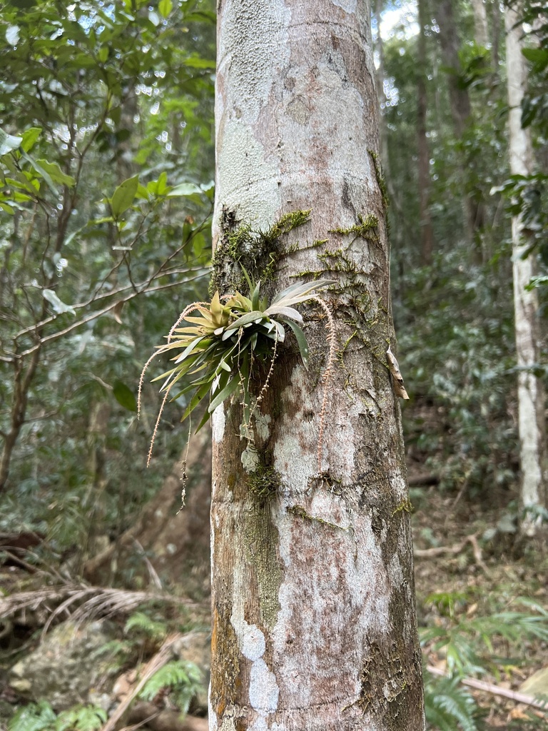 Oberonia titania