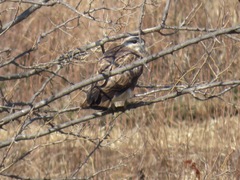 Buteo japonicus