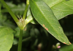 Persicaria