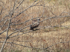 Buteo japonicus