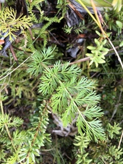 Anisotome haastii