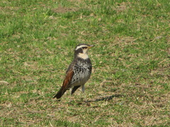 Turdus eunomus
