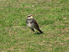 Turdus eunomus
