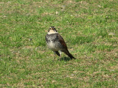 Turdus eunomus