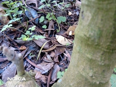 Scincella formosensis