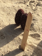 Cynomorium coccineum