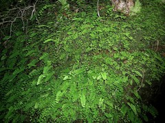 Adiantum philippense