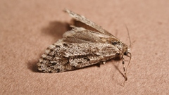 Diurnea fagella