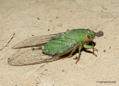 Dundubia annandalei