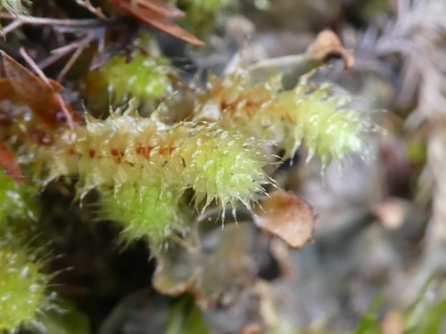 Ptychomnion aciculare
