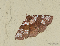 Saroba pustulifera