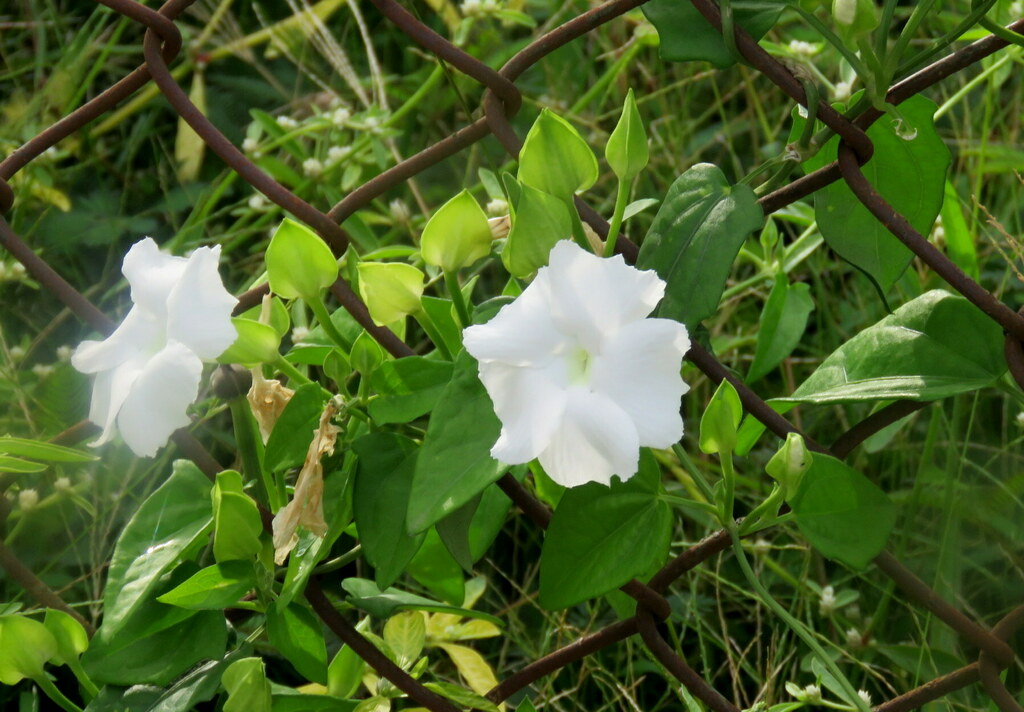 Fragrant Thunbergia from Puttenahalli Lake, Nataraja Layout, JP Nagar ...