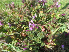 Lamium amplexicaule
