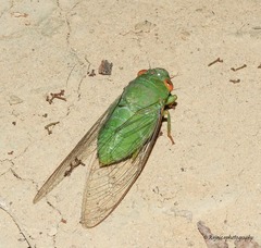 Dundubia annandalei