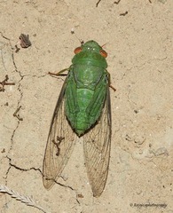 Dundubia annandalei