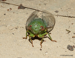 Dundubia annandalei