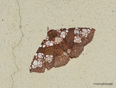 Saroba pustulifera