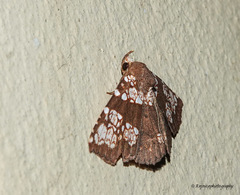 Saroba pustulifera