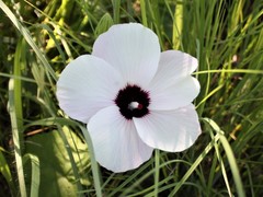 Abelmoschus moschatus