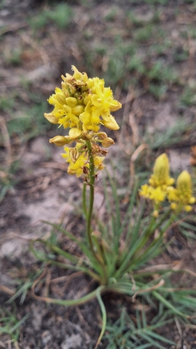 Image of Bulbine abyssinica by (c) Karen Eichholz, some rights reserved (CC BY)