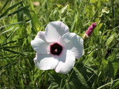 Abelmoschus moschatus