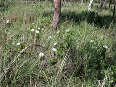 Abelmoschus moschatus