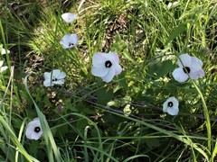 Abelmoschus moschatus