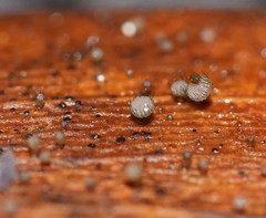 Hymenotorrendiella eucalypti image
