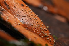 Hymenotorrendiella eucalypti image