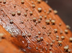Hymenotorrendiella eucalypti image