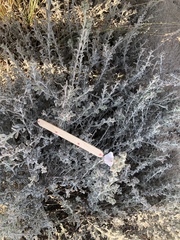 Convolvulus cephalopodus