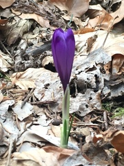 Crocus heuffelianus