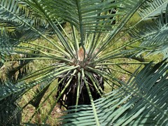 Cycas conferta