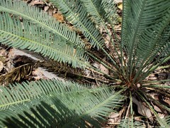 Cycas conferta