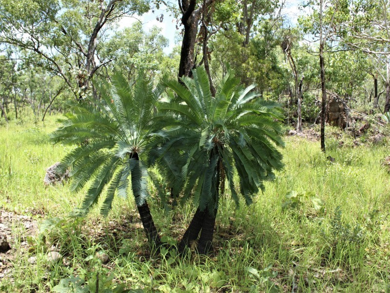 Cycas conferta