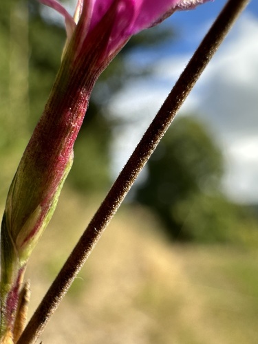 Šilinis gvazdikas nuotrauka