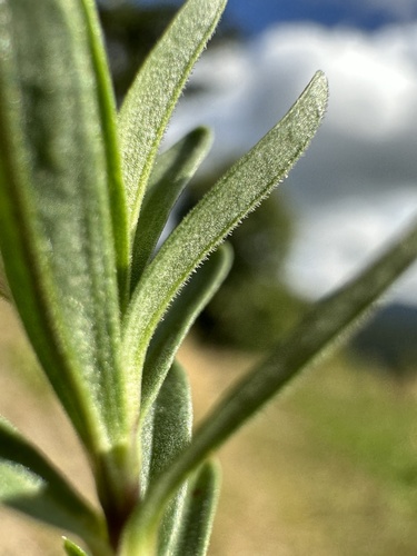 Šilinis gvazdikas nuotrauka