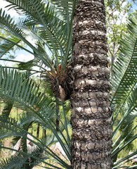 Cycas conferta