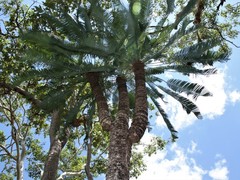 Cycas conferta