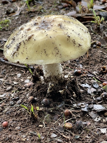 Amanita orientigemmata