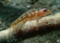 Many-Host Goby photo 2